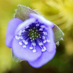 freetoedit spring flower purple nature